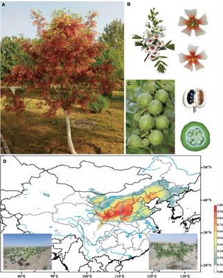 Centromere-Specific Retrotransposons and Very-Long-Chain Fatty Acid Biosynthesis in the Genome of Yellowhorn (Xanthoceras sorbifolium, Sapindaceae), an Oil-Producing Tree With Significant Drought Resistance